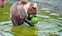 吃瓜动物视频下载免费,轻松获取海量趣味内容